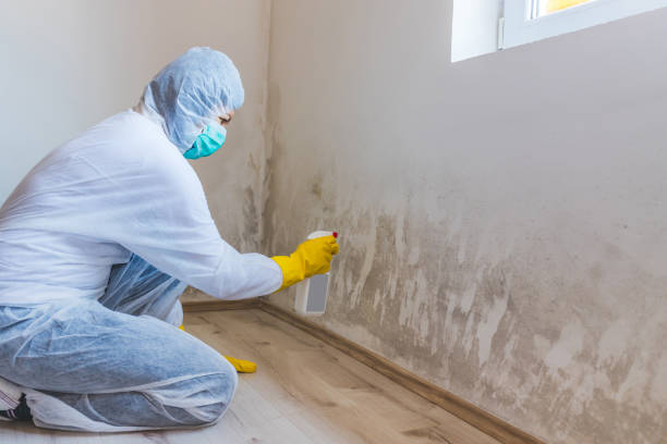 Licensed Mold Remediation service in Key Biscayne, FL - WQB Mold Removal
